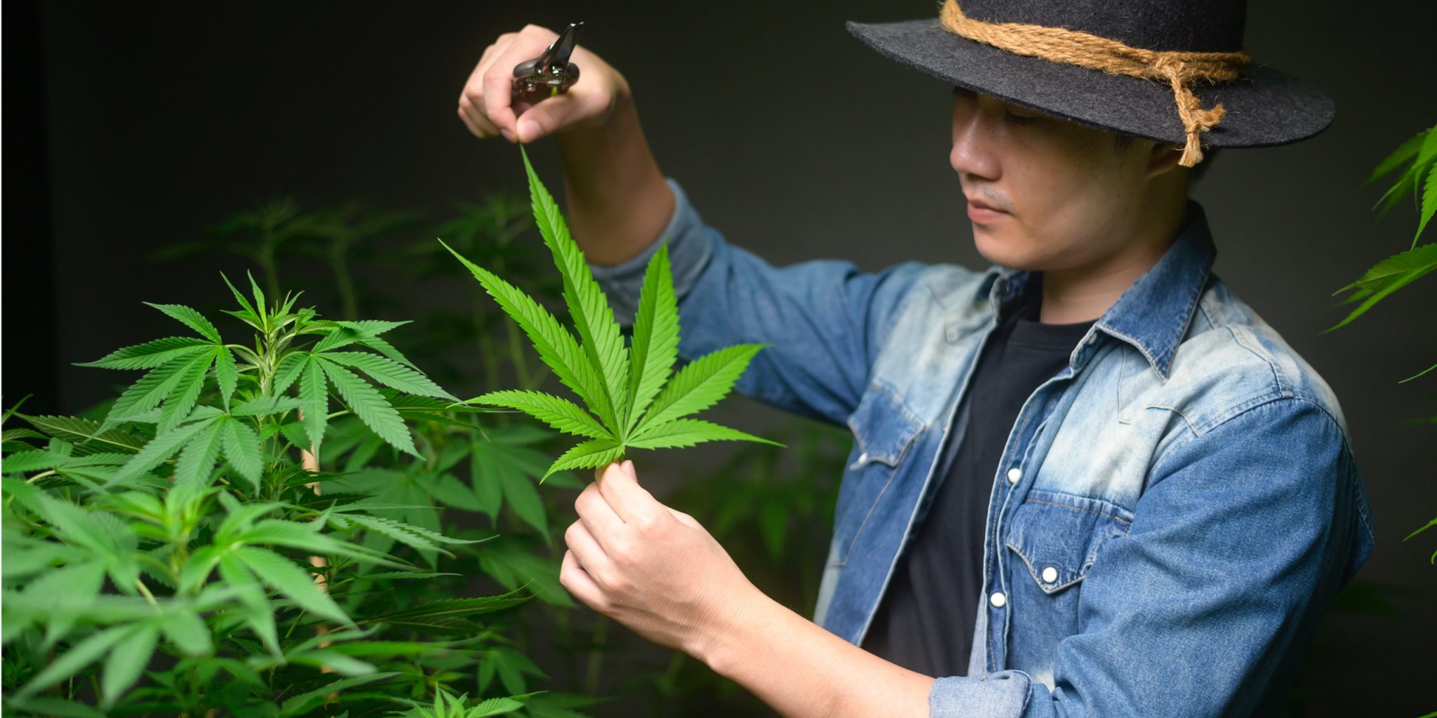 THC: psychoaktiv mit medizinischer Wirkung - mediorbis