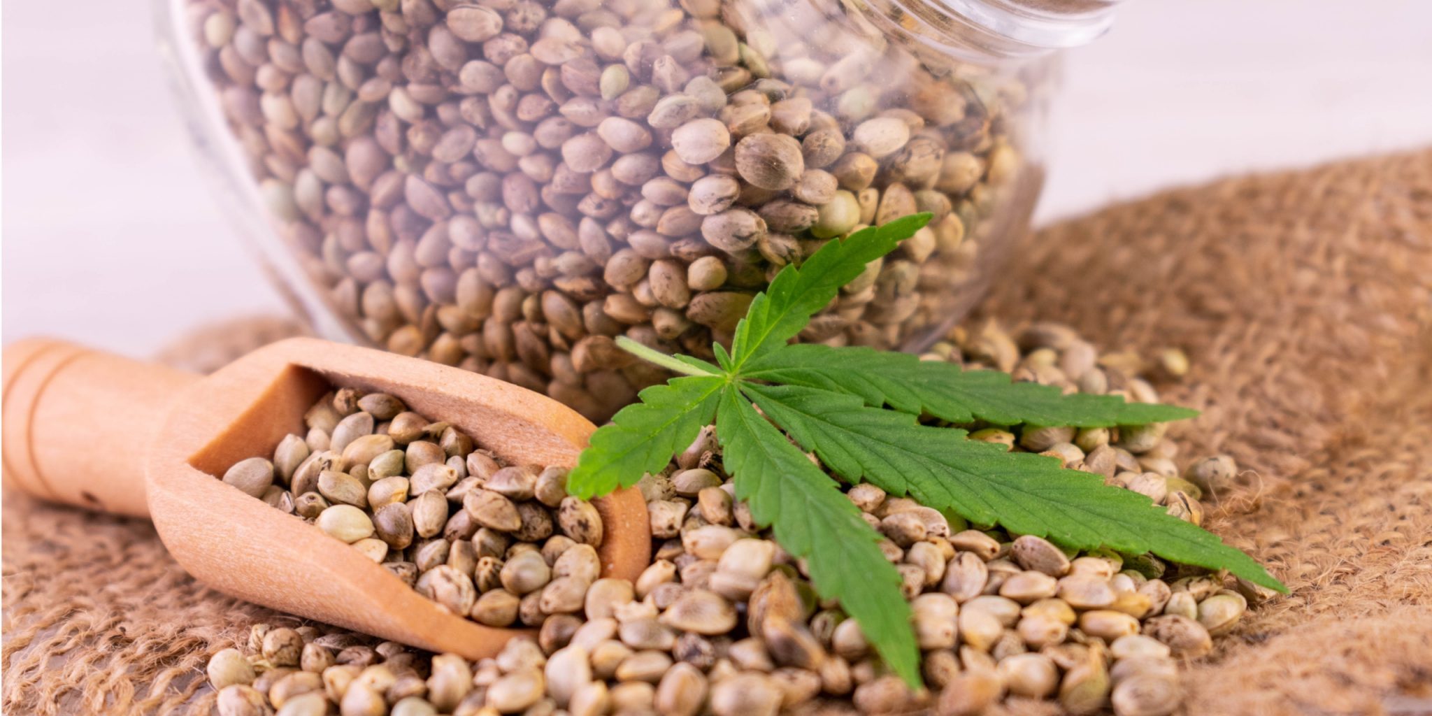 THC psychoaktiv mit medizinischer Wirkung mediorbis