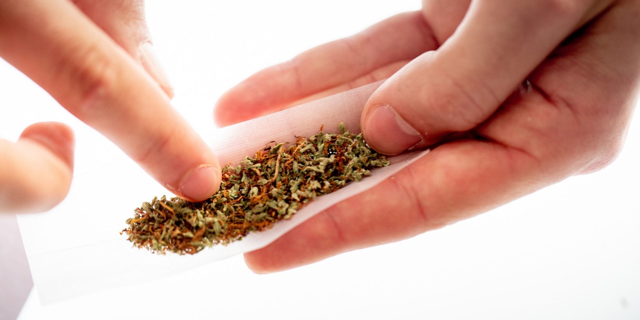 Hanf So vielseitig ist die Hanfpflanze mediorbis