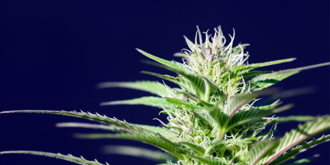 Cannabispflanze ein praktischer CannabisÜberblick