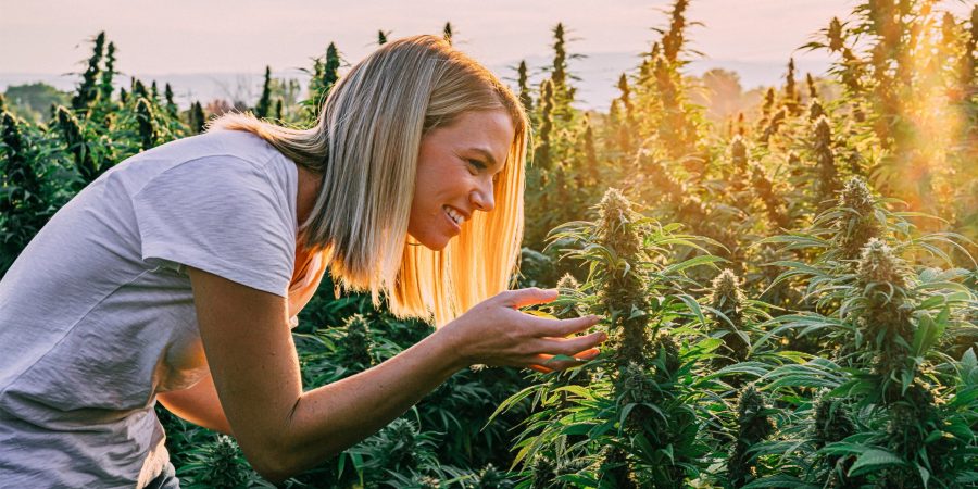 Inspektion_kontrollierter_Cannabis-Anbau