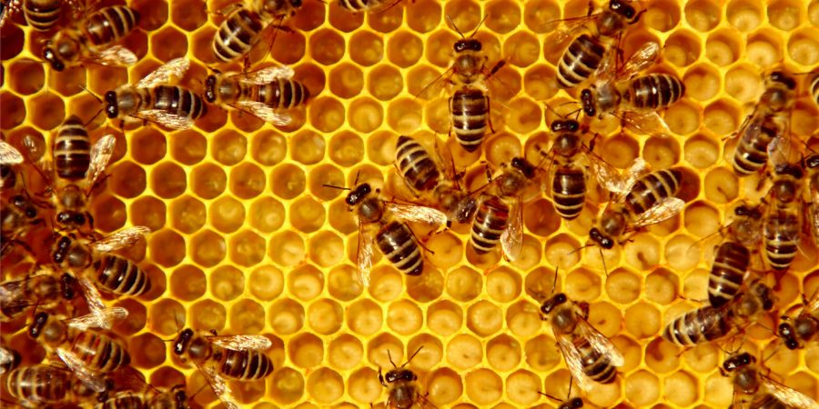 Kassenärztliche_Vereinigung_Titel