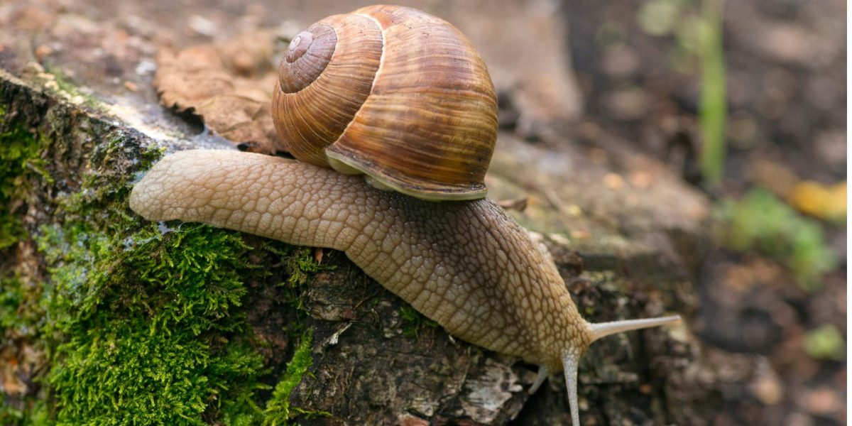 Langsamer Bewerbungsprozess: Schnecke kriecht über Baumstumpf