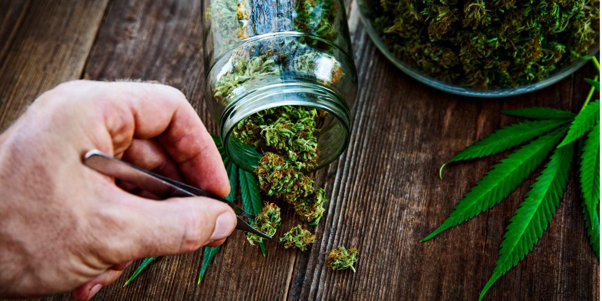 Medizinalcannabis wird mit Pinzette aus Glas gehol