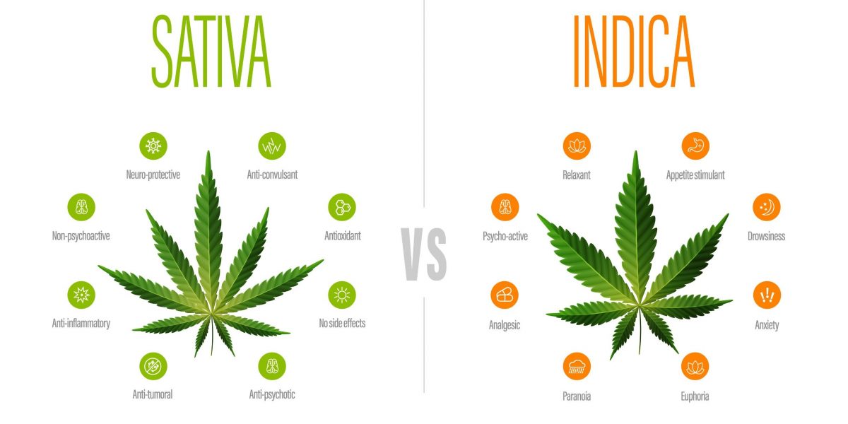 Sativa vs Indica: Was wirkt wie?