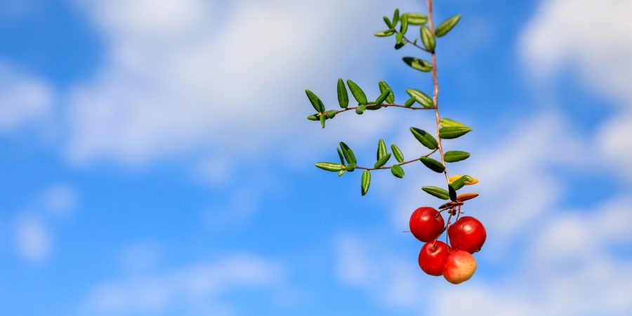 Flavonoide gut für Pflanze und Mensch mediorbis