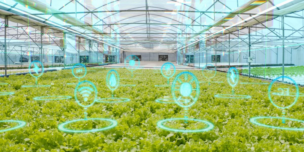 Biotechnologie anhand futuristischer Landwirtschaft. Mit Informationshologrammen über der Farm.