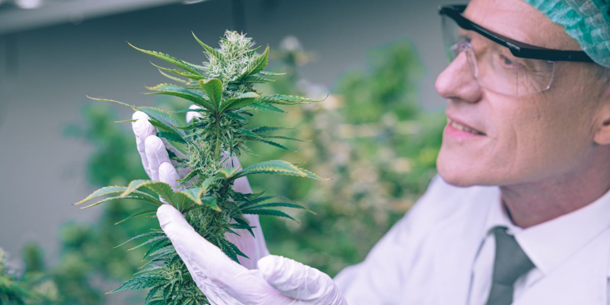 Cannabissamen: alles über rechtliche Aspekte des Pflanzens und Anbaus von  Samen