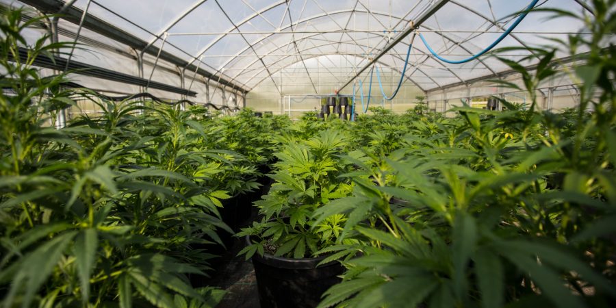 cannabis-wirkung-id1319422165