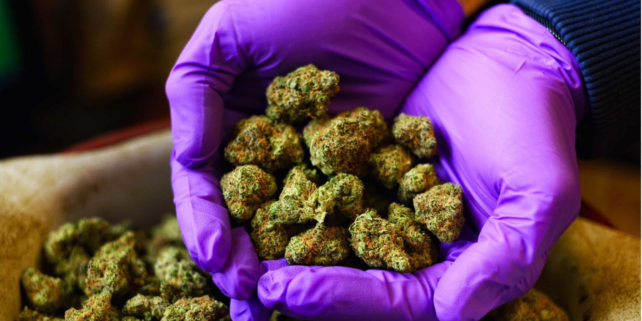Cannabisblüten (Sativa, Indica, Hybride) im Kurzüberblick mediorbis