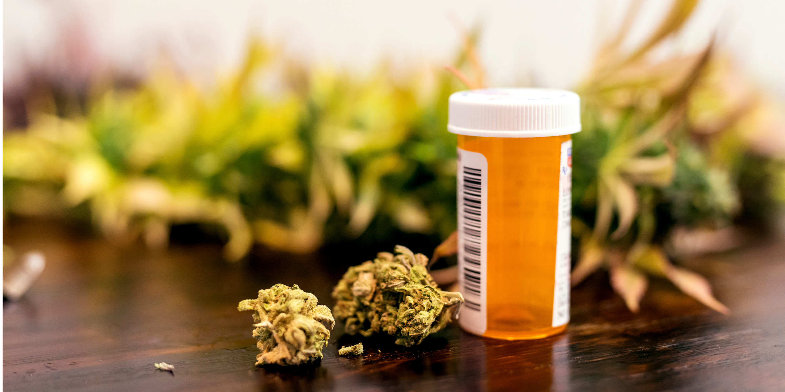 cannabispflanzen-medikamente