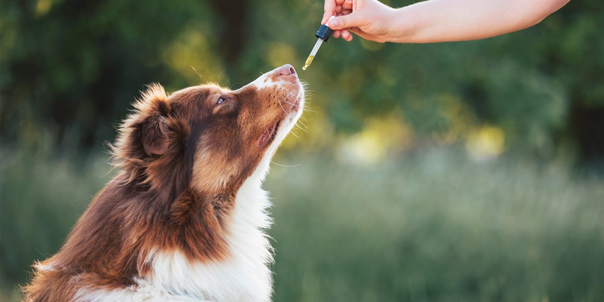 CBD-Öl: Hund schnuppert an Pipette.