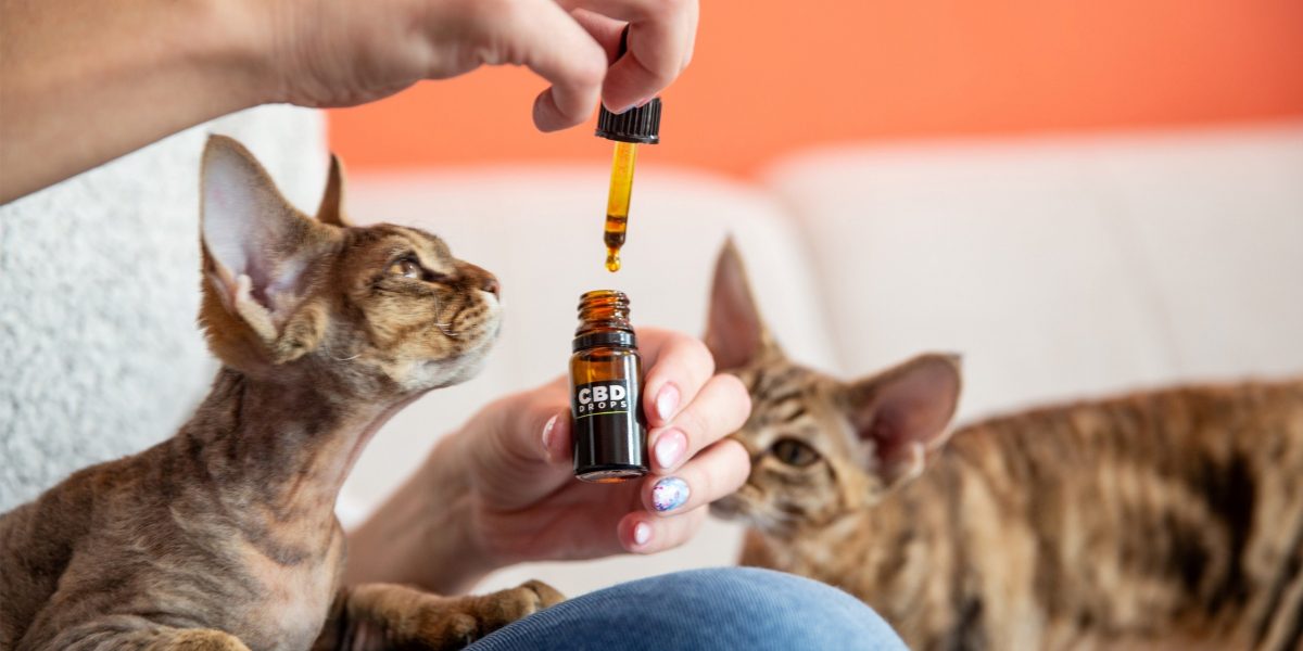 CBD-Öl: Katze guckt neugierig auf Pipette.