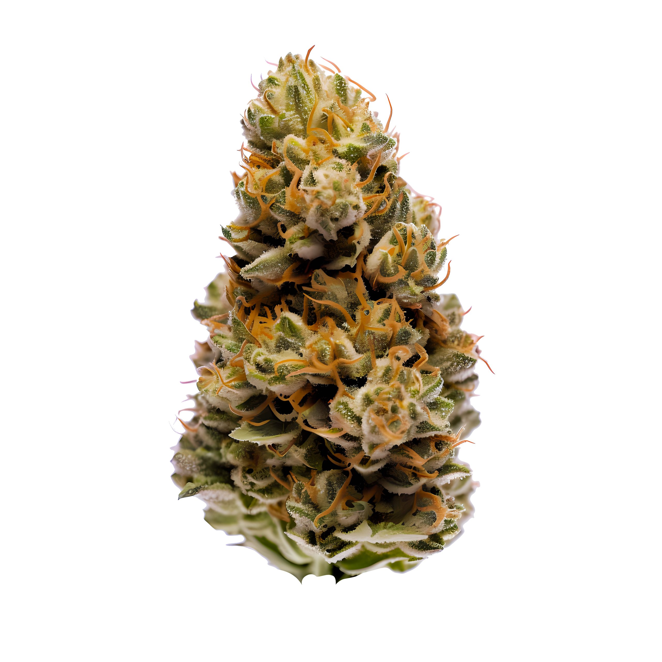 Dark Side of the Moon