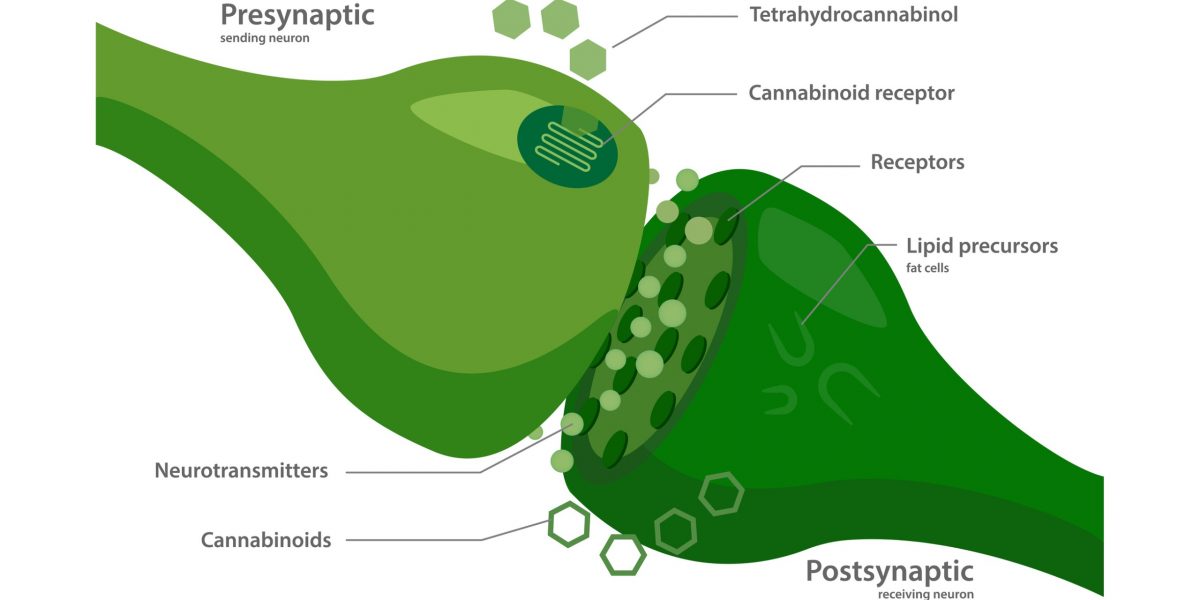 Endocannabinoidsystem