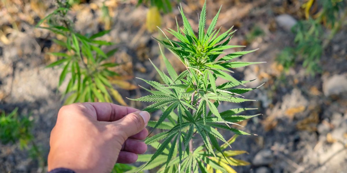 Cannabis-Samen: Die Ära der Hanfsamen - mediorbis