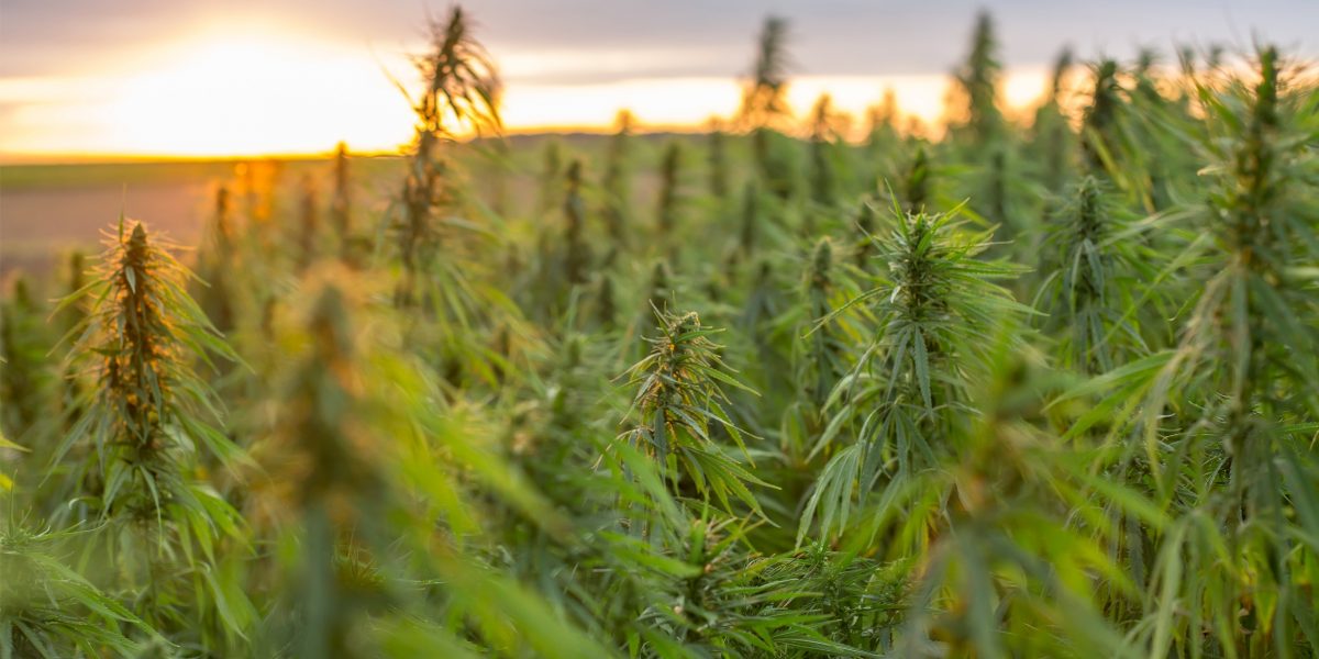 GW Pharmaceuticals: Hanffeld