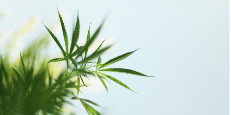 hanf-hanfpflanze