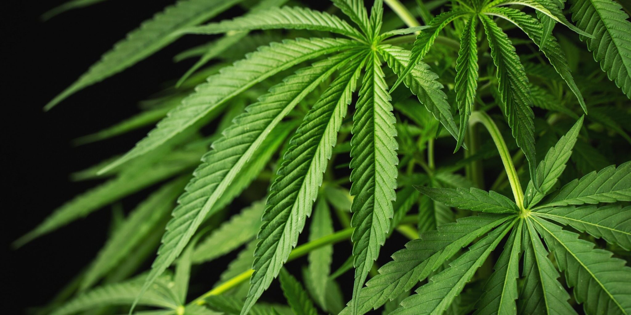 Hanfblatt aka Cannabisblatt aka MarihuanaBlatt mediorbis