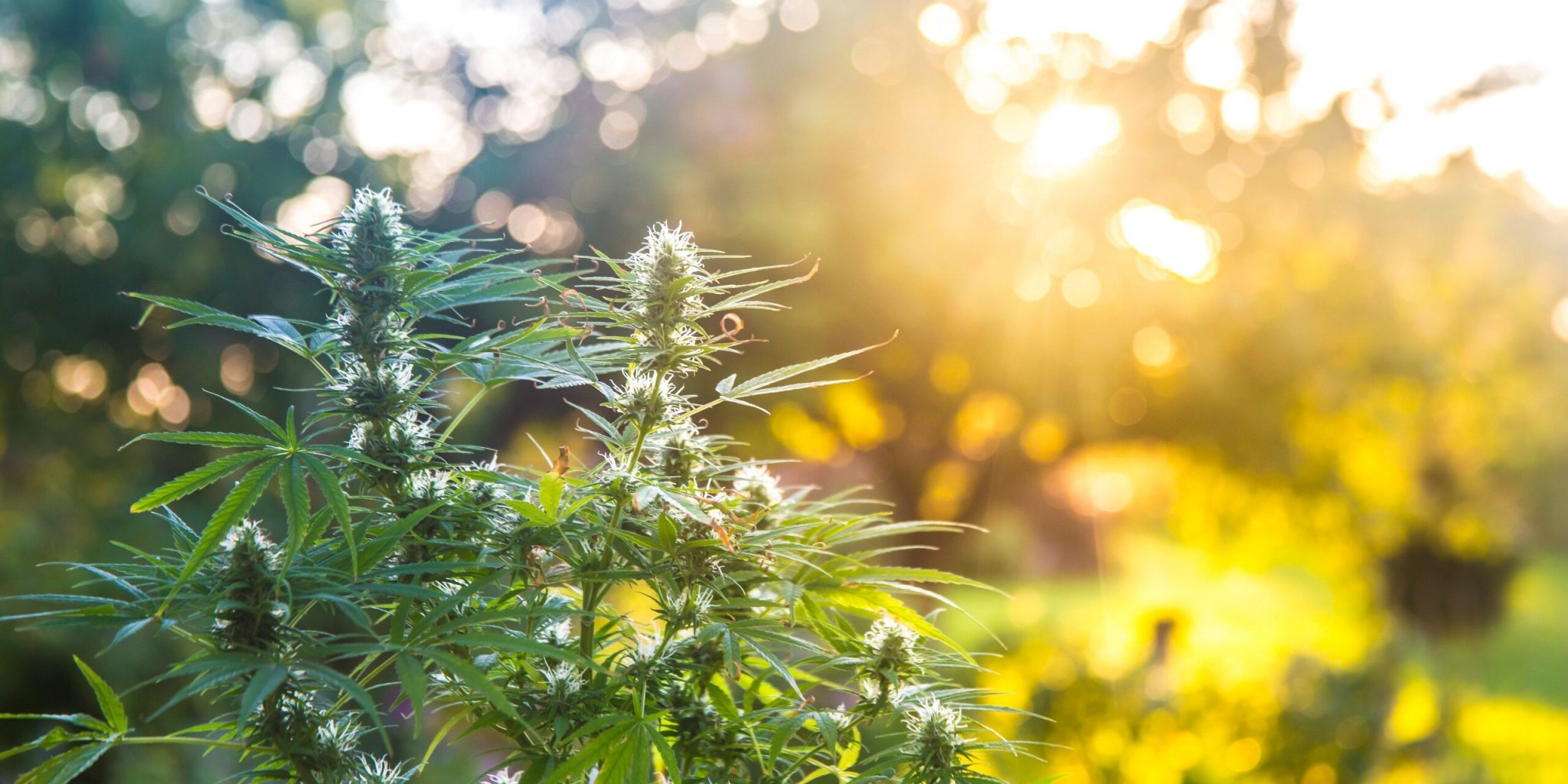 Hanfblatt aka Cannabisblatt aka MarihuanaBlatt mediorbis