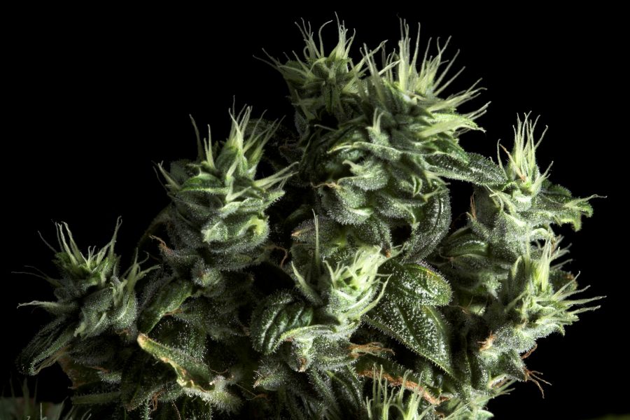 CBD