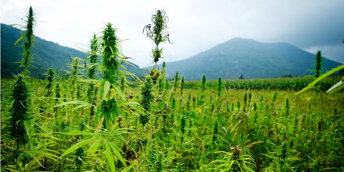 Marihuana-Samen und Marihuanablatt auf dem Sackgrund / Cannabis
