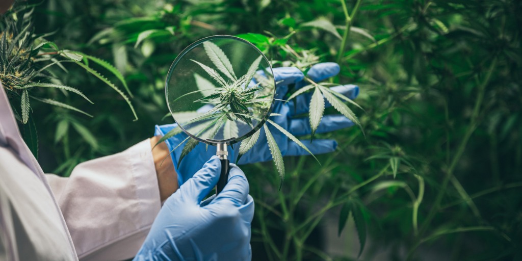 Medizinisches Cannabis