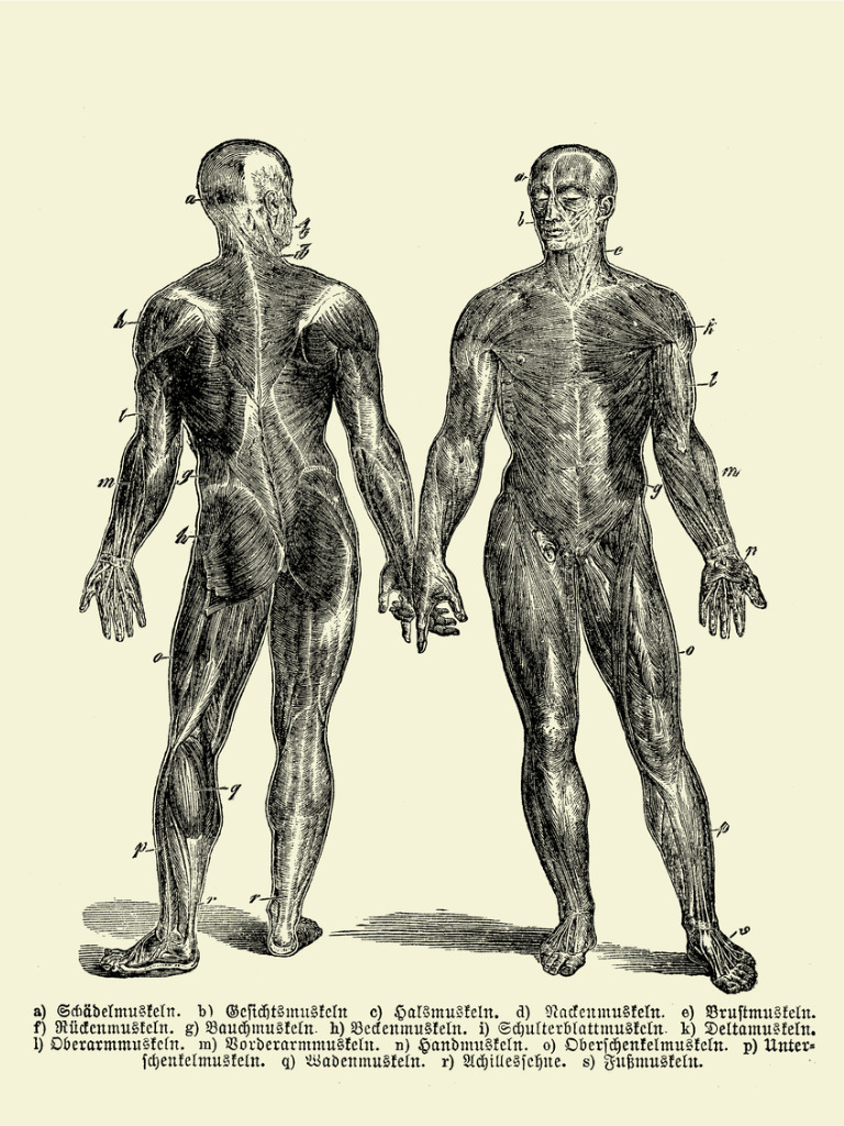 Rückenschmerzen - Illustration der Anatomie der menschlichen Muskelstruktur von vorne und von hinten