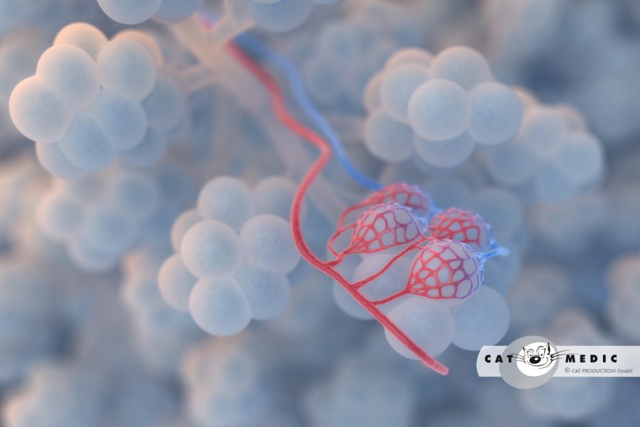 respiratory alveoli 0782