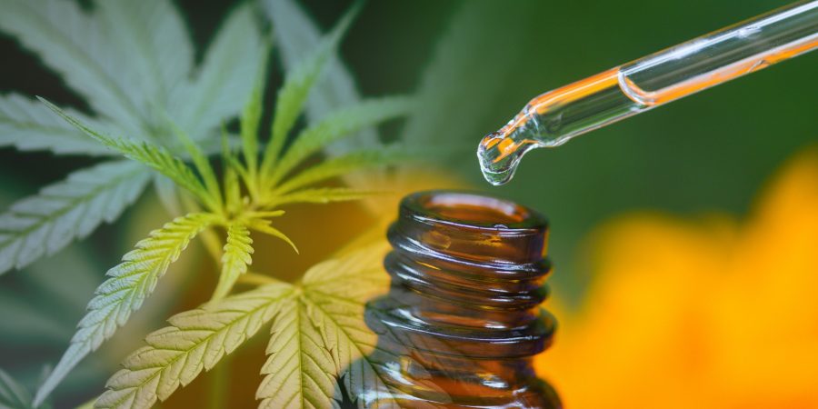 Cannabis-Samen: Die Ära der Hanfsamen - mediorbis