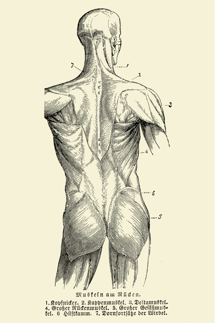 Rückenschmerzen - Illustration der Anatomie der menschlichen Muskelstruktur am Rücken