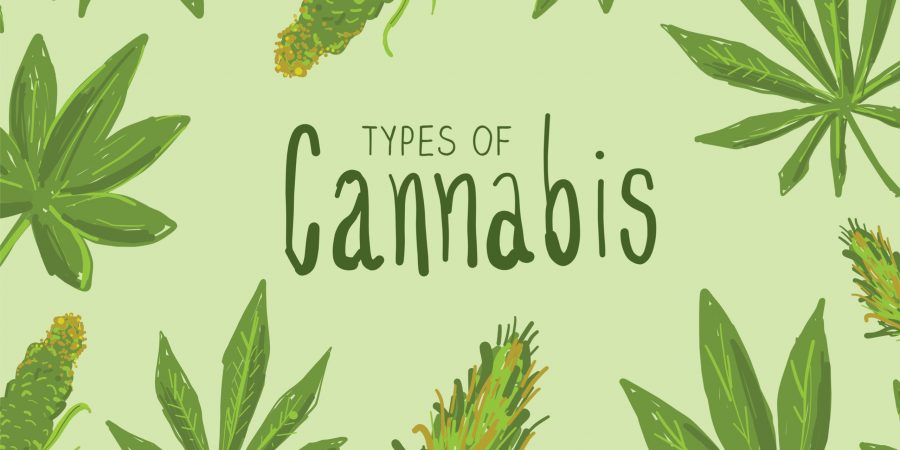 types-of-cannabis-marijuana-leaves-icon-set-with-text-vector-id1142327977
