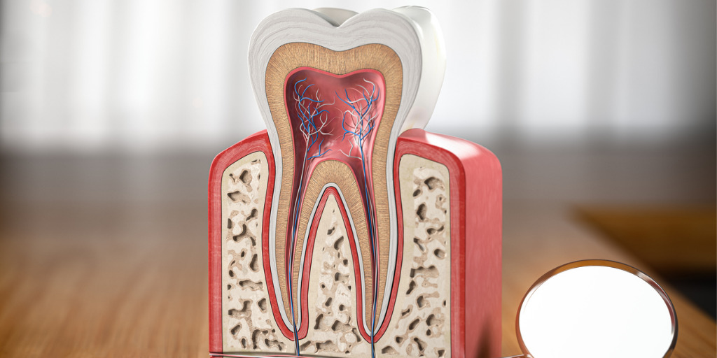 Zahnquerschnitt zum Thema "Wie lange dauert eine Wurzelbehandlung?"
